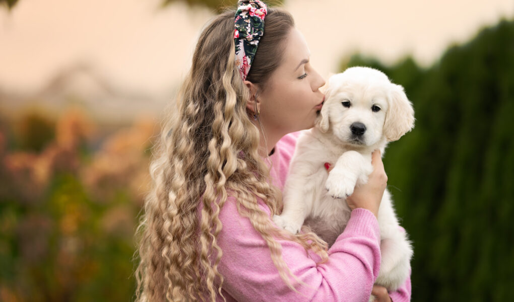szczenię Golden retriever