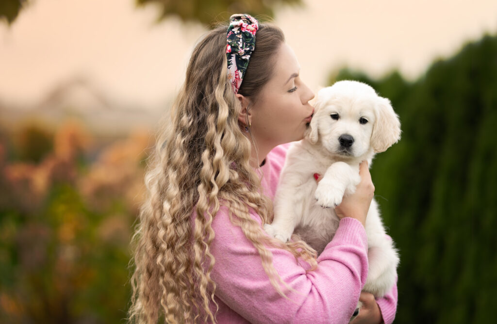 szczenię Golden retriever
