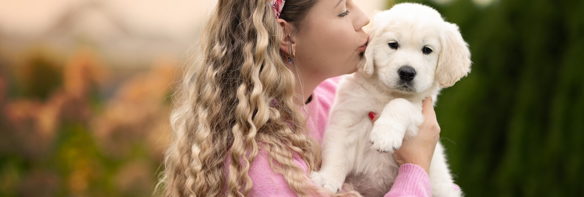 szczenię Golden retriever