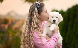 szczenię Golden retriever