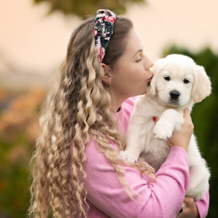 szczenię Golden retriever