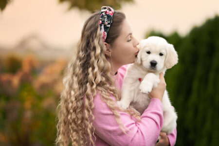 szczenię Golden retriever